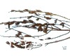 中药大全